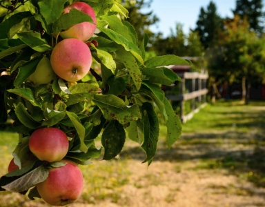 Merridale Cidery & Distillery